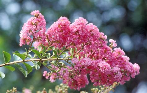 Enhancing Curb Appeal: How the Indigo Magic Crape Myrtle Can Transform Your Home